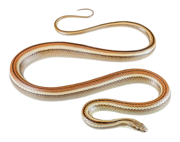 Incaspis simonsii