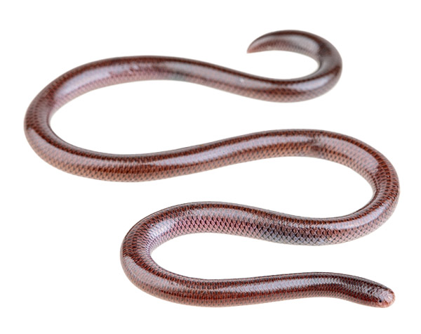 indotyphlops_braminus_s