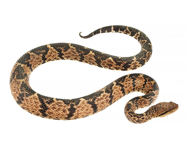 Juvenile Lachesis acrochorda