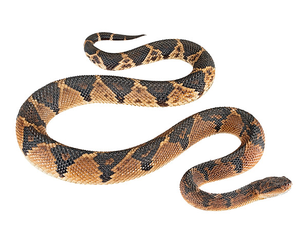 Adult female Lachesis muta