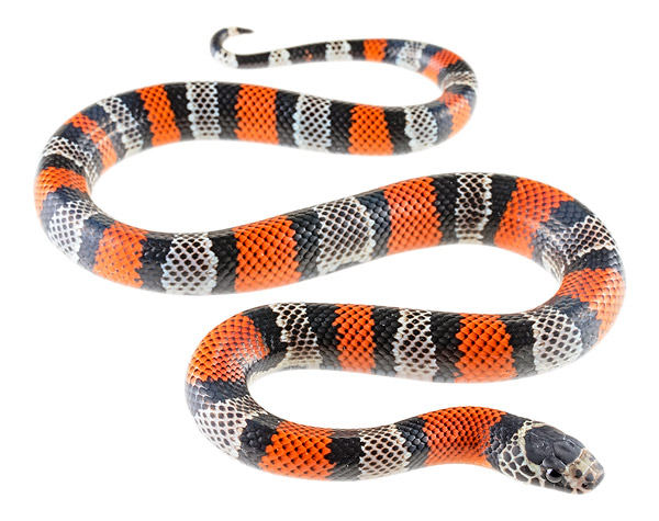 Lampropeltis