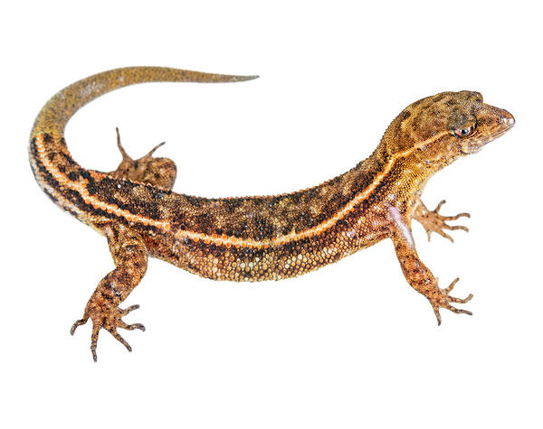 Adult female Lepidoblepharis ruthveni