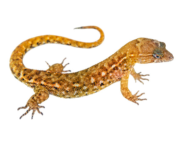 Juvenile Lepidoblepharis ruthveni