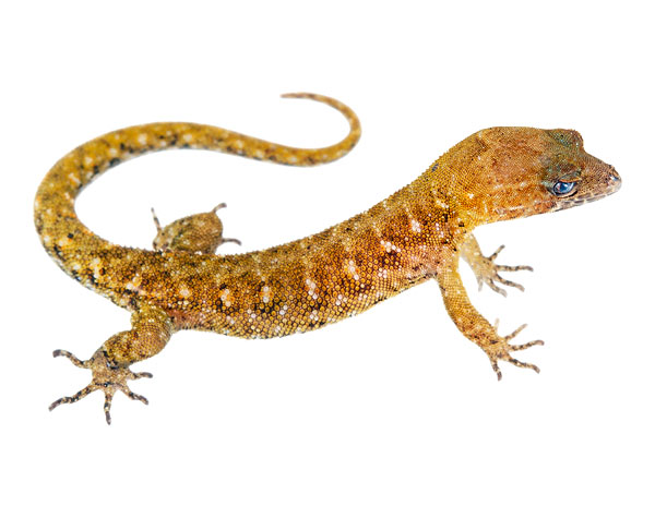 Juvenile Lepidoblepharis ruthveni