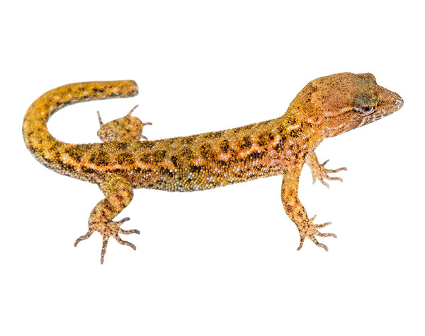 Juvenile Lepidoblepharis ruthveni