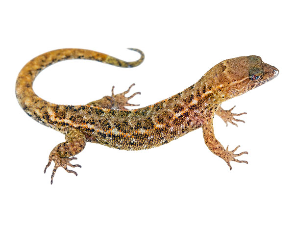 Subadult Lepidoblepharis ruthveni