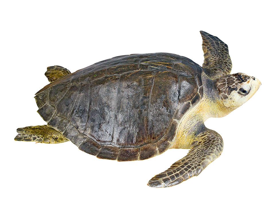 Adult female Lepidochelys olivacea