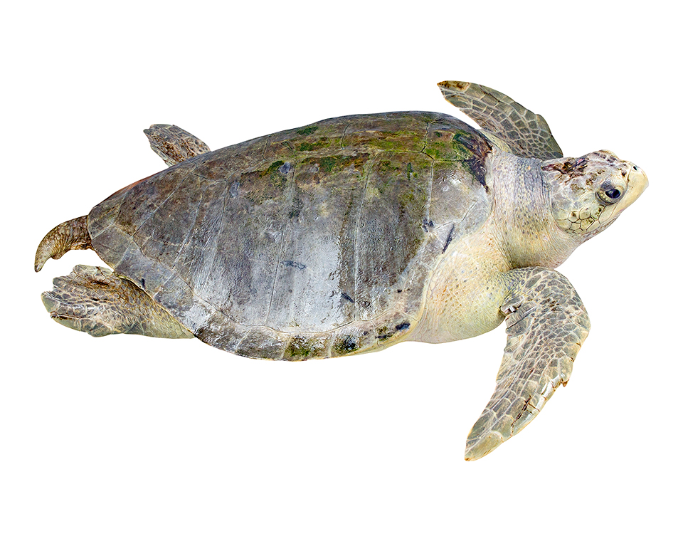 Adult male Lepidochelys olivacea