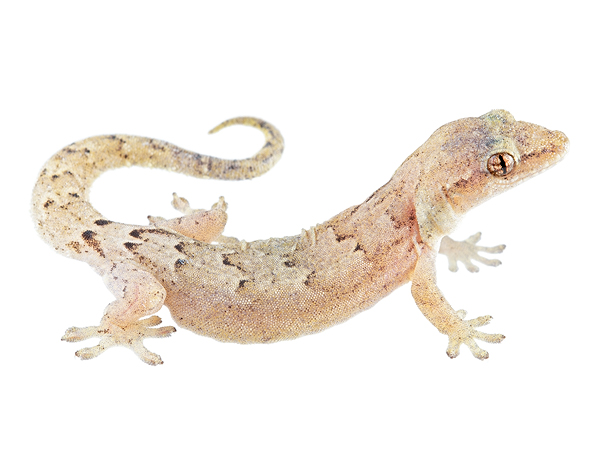 Adult female Lepidodactylus lugubris