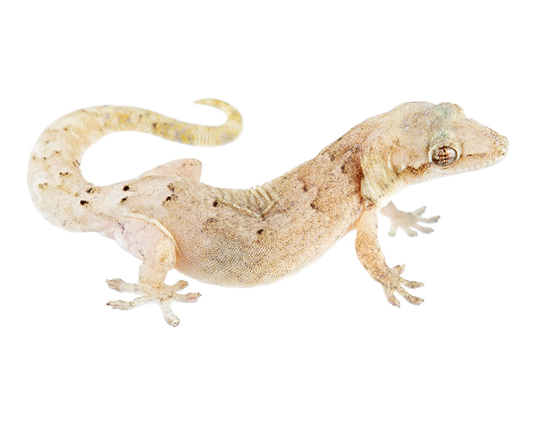 Adult female Lepidodactylus lugubris