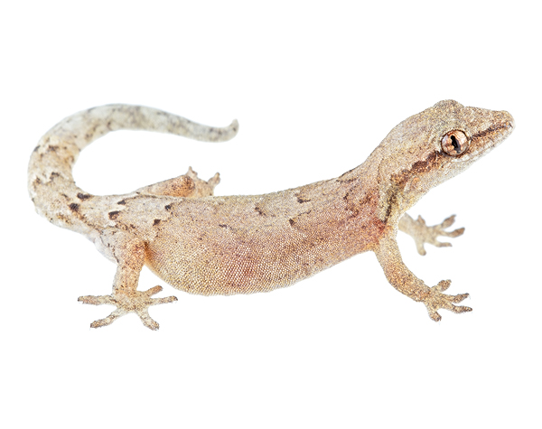 Adult female Lepidodactylus lugubris