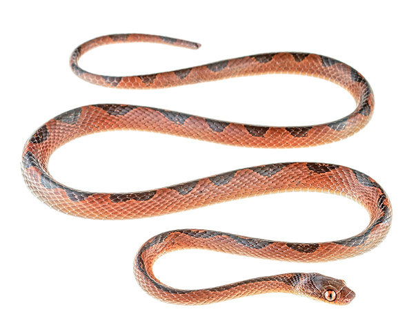 Leptodeira