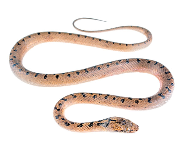 Leptodeira misinawui