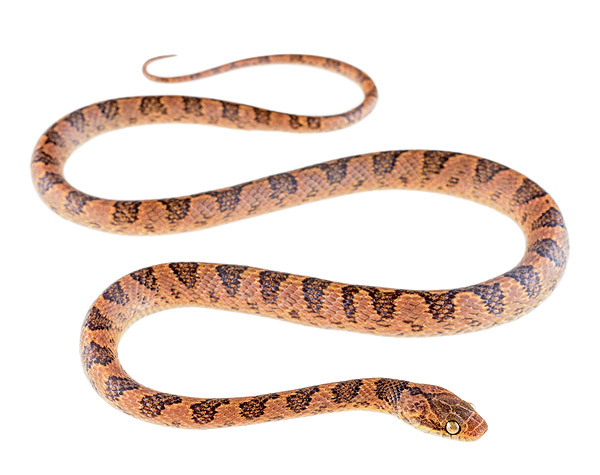 Leptodeira ornata