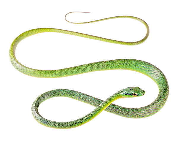 Leptophis bocourti