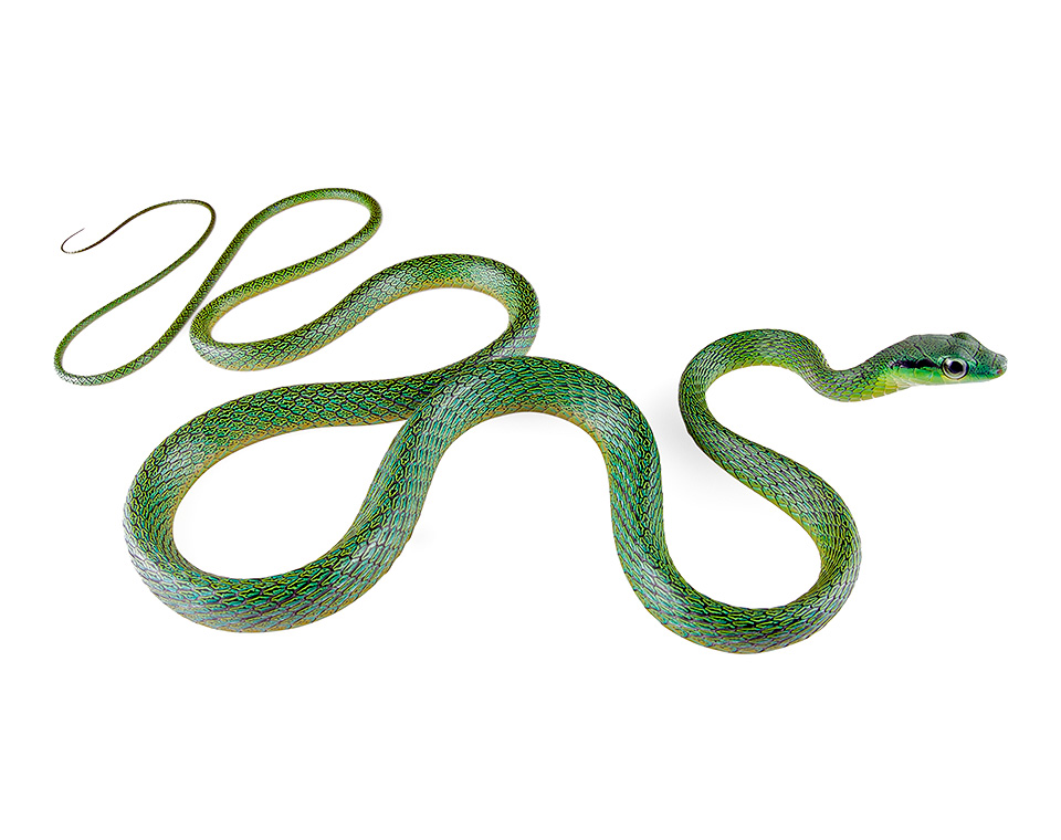 Parrot Snakes of Ecuador