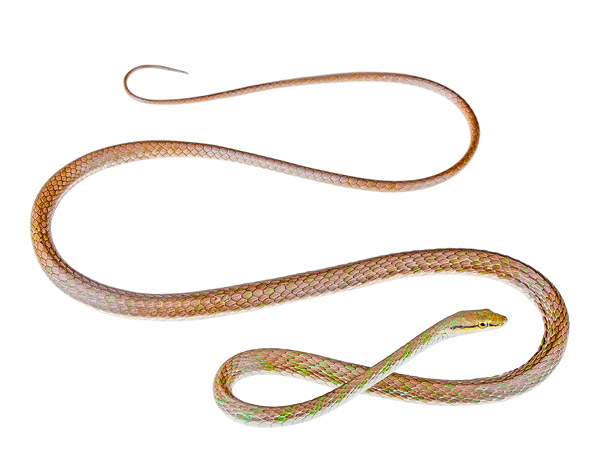 Leptophis cupreus