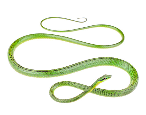 Leptophis