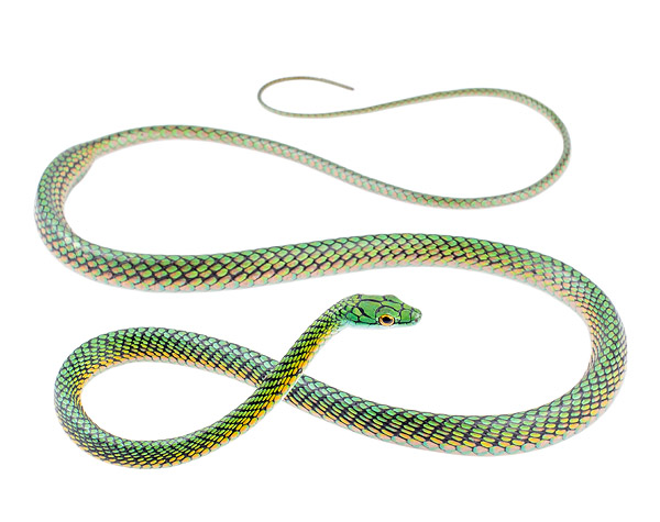 Leptophis nigromarginatus