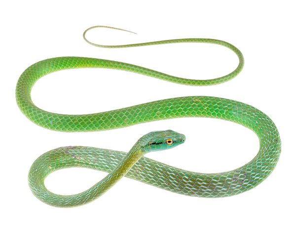 Leptophis occidentalis