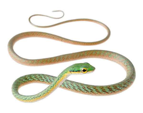Juvenile Leptophis occidentalis