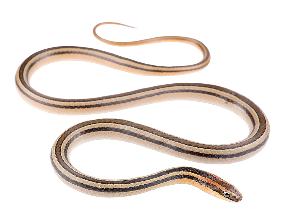 Lygophis lineatus