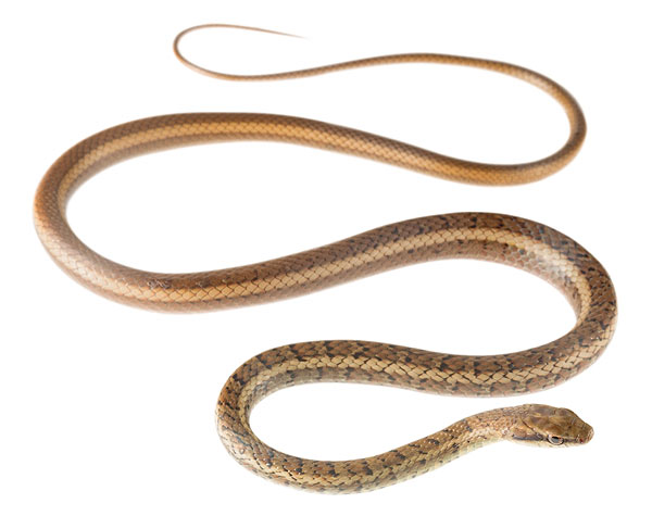 Photos of the Desert TropicalRacer (Mastigodryas heathii)