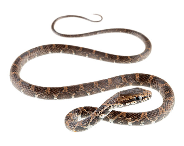 Photos of the Tidy TropicalRacer (Mastigodryas pulchriceps)