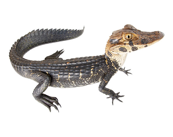 Juvenile Melanosuchus niger