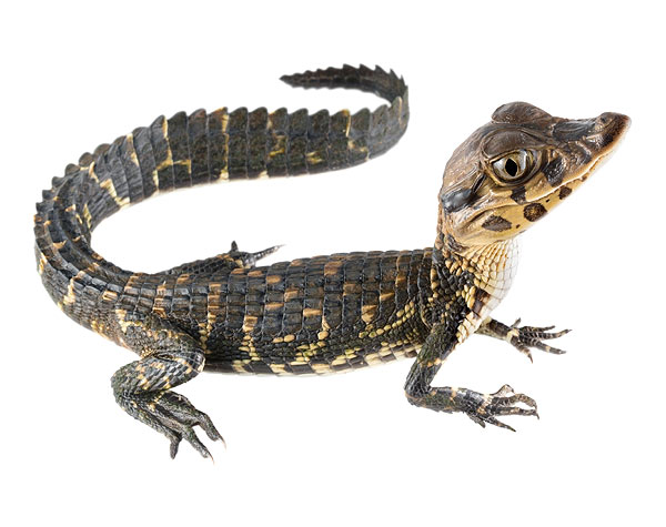 Juvenile Melanosuchus niger