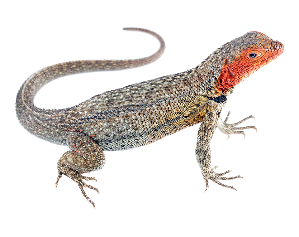 Adult female Microlophus albemarlensis