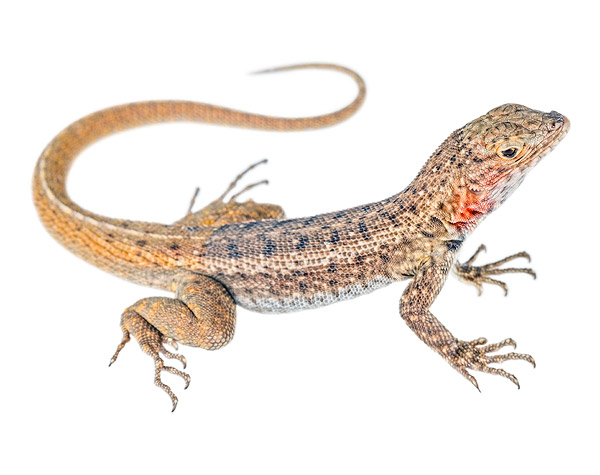 Subadult female Microlophus barringtonensis