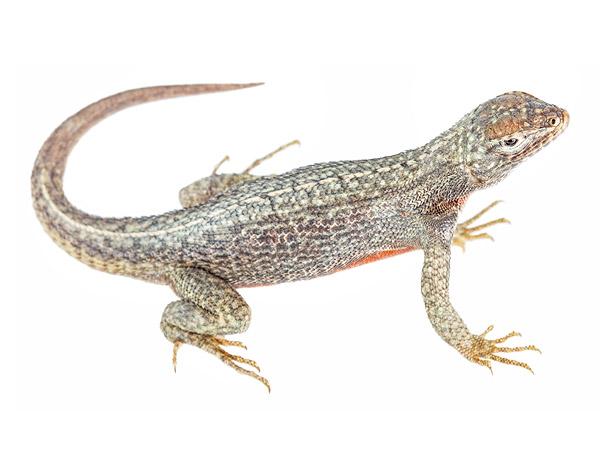 Adult female Microlophus bivittatus