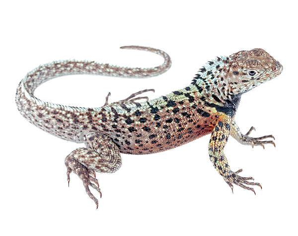 Microlophus grayii
