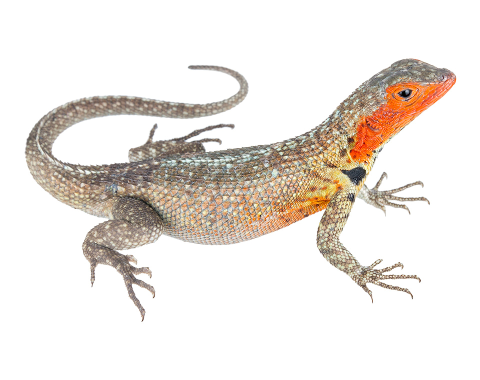 Adult female Microlophus indefatigabilis