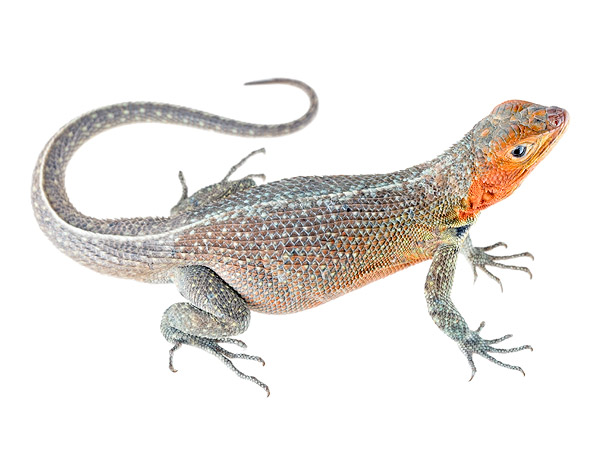Adult female Microlophus indefatigabilis