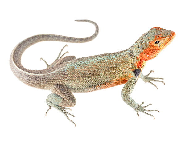 Adult female Microlophus indefatigabilis