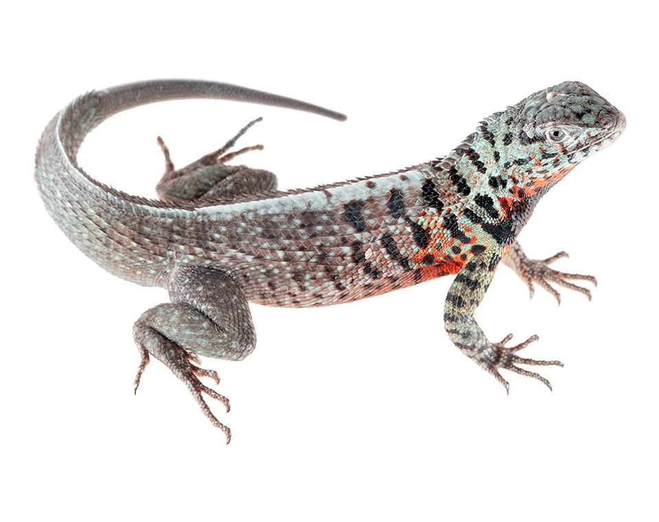 Adult male Microlophus indefatigabilis