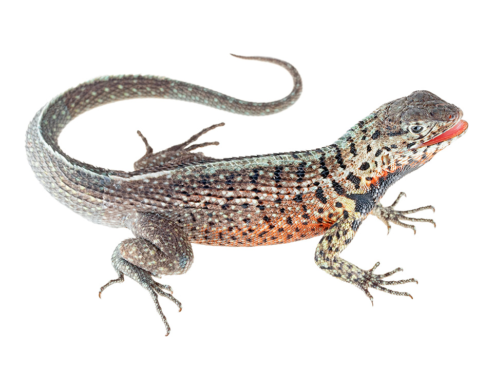 Adult male Microlophus indefatigabilis