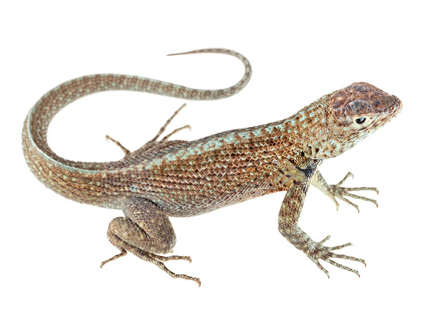 Juvenile Microlophus indefatigabilis