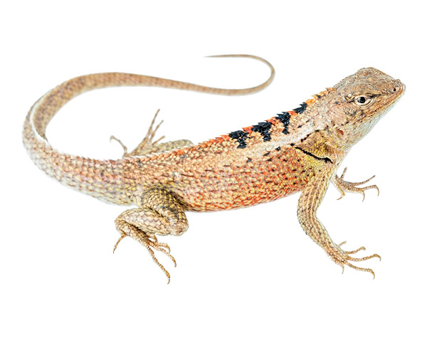 Adult male Microlophus occipitalis