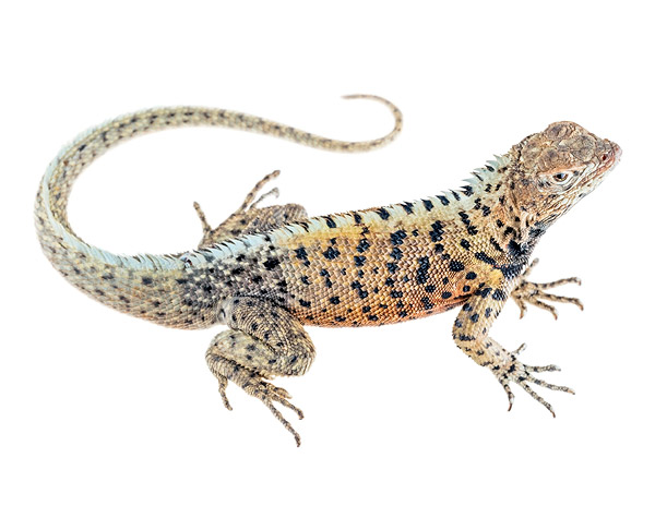 Lava Lizards