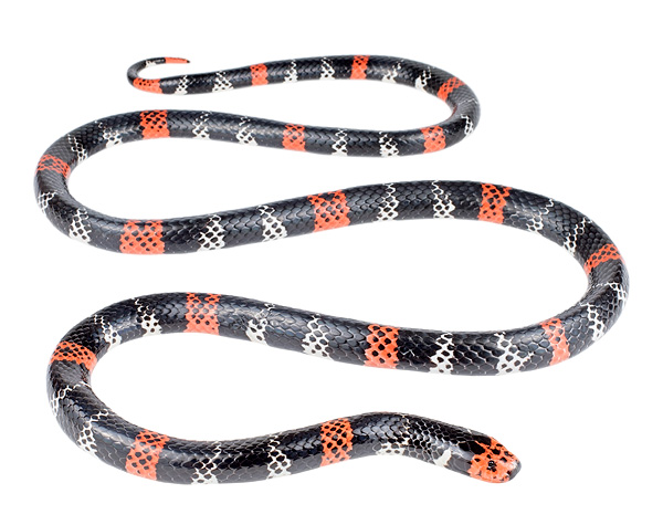 Micrurus ancoralis