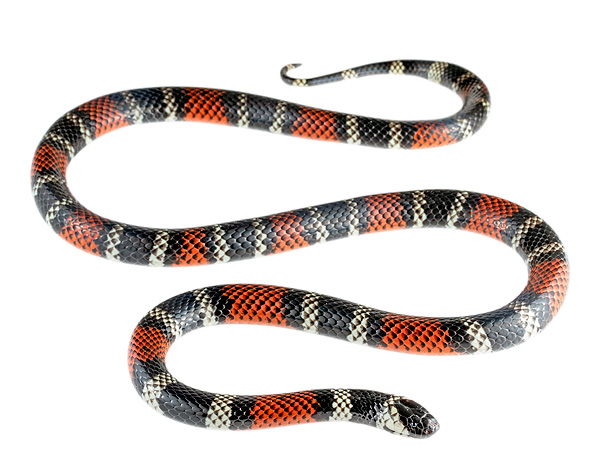 Micrurus bocourti