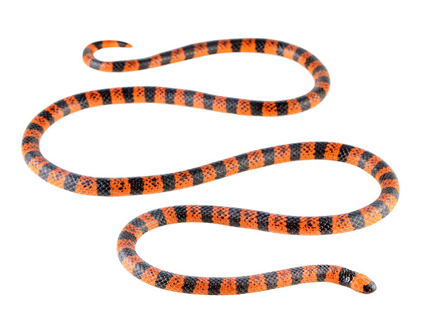 Micrurus