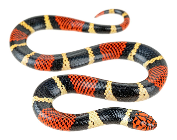 Micrurus surinamensis