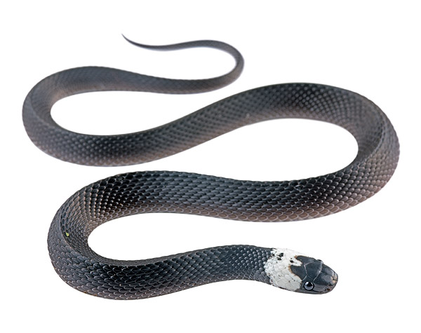 Subadult Ninia hudsoni