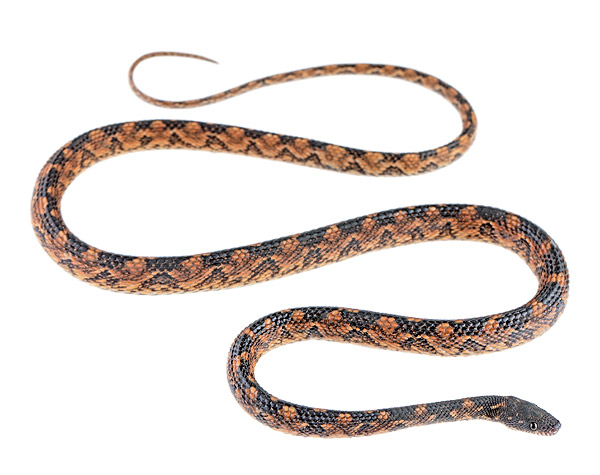 Nothopsis