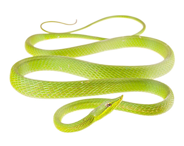 Oxybelis fulgidus