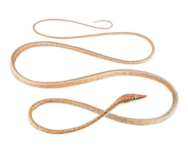 Adult female Oxybelis transandinus
